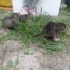 Kedi üç küçük kardeş fotoğraf