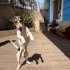 Ücretsiz sahiplenme jack Russell fotoğraf