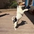 Ücretsiz sahiplenme jack Russell fotoğraf