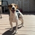 Ücretsiz sahiplenme jack Russell fotoğraf