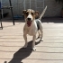 Ücretsiz sahiplenme jack Russell fotoğraf