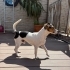 Ücretsiz sahiplenme jack Russell fotoğraf