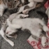 Üvey kardeşlerr fotoğraf