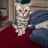 BRİTİSH SHADED SILVER NADİR KEDİM fotoğraf