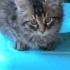 Sevimli cana yakın fotoğraf
