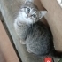Sevimli cana yakın fotoğraf