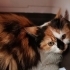 Sevimli cana yakın fotoğraf