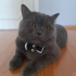 TAMAMEN ÜCRETSİZ British Shorthair Erkek fotoğraf