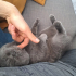 TAMAMEN ÜCRETSİZ British Shorthair Erkek fotoğraf