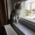 USLU YAVRU DİŞİ KISIR YUVA ARIYOR fotoğraf