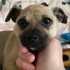 Pug mix acil yuva arıyor fotoğraf