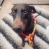 Kızıl doberman lucy aile arıyoruz fotoğraf