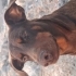 Kızıl doberman lucy aile arıyoruz fotoğraf