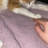 Merhaba 🌸 Size çok özel bir dostumu tanıtmak istiyorum: Kivi 🐱 💛 fotoğraf
