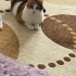 Merhaba 🌸 Size çok özel bir dostumu tanıtmak istiyorum: Kivi 🐱 💛 fotoğraf