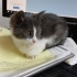 sokakta bulduğumuz yavru kedi için yuva arıyoruz fotoğraf