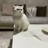 ACİLL British Shorthair Ücretsiz Sahiplendirme beyaz fotoğraf