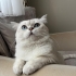ACİLL British Shorthair Ücretsiz Sahiplendirme beyaz fotoğraf