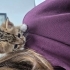 Yavru kedi yuva ariyor fotoğraf