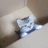 Yavru kedi yuva ariyor fotoğraf