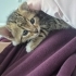 Yavru kedi yuva ariyor fotoğraf