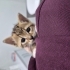Yavru kedi yuva ariyor fotoğraf