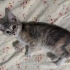 YTÜ bahçesinden okul görmüş kedi fotoğraf