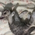 YTÜ bahçesinden okul görmüş kedi fotoğraf