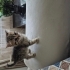 Cok uslu sevimli oyuncu fotoğraf