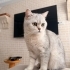 Sevimli British Shorthaır fotoğraf