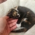 1 Aylık Calico Kedi / Bilinçli Bir Yuva Arıyor fotoğraf