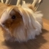 Silkie cinsi ginea pig fotoğraf