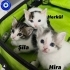 Hira, Şila ve Herkül Yuva Arıyor fotoğraf