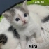Hira, Şila ve Herkül Yuva Arıyor fotoğraf