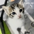 Hira, Şila ve Herkül Yuva Arıyor fotoğraf