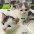 Hira, Şila ve Herkül Yuva Arıyor fotoğraf