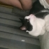 Tuxedo(smokin) kedimiz Oyuncu Dali  yuva arıyor fotoğraf