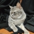 Acil yuva arıyor dişi british shorthair fotoğraf