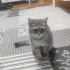 Acil yuva arıyor dişi british shorthair fotoğraf