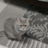 Acil yuva arıyor dişi british shorthair fotoğraf