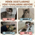 1.5 Aylık Yeni Sütten Kesilmiş Yavrucaklar fotoğraf