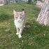 ÇAKIL YUVASINI ARIYOR fotoğraf