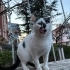 OSMAN YUVASINI ARIYOR fotoğraf