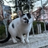 OSMAN YUVASINI ARIYOR fotoğraf