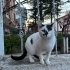 OSMAN YUVASINI ARIYOR fotoğraf