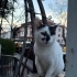 OSMAN YUVASINI ARIYOR fotoğraf
