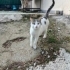 ÖKSÜZ YUVASINI ARIYOR fotoğraf
