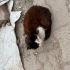 Yavru kedi sevecen çok acil fotoğraf