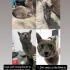 Sokakta Buldum Tekrar Sokağa Bırakmak zorunda kalacağım-Kısır RussianBlue Erkek fotoğraf