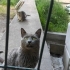 Sokakta Buldum Tekrar Sokağa Bırakmak zorunda kalacağım-Kısır RussianBlue Erkek fotoğraf
